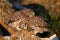 Two young Little owl, Athene noctua, playing on the natural stone