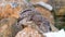 Two Young Little owl Athene noctua stands on a stone and cleaned