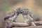 Two young Little owls, Athene noctua, sitting on a stick pressed against each other