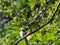 Two young longtailed tits in a tree