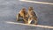 Two young macaques playing