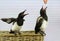 Two young Magpies get to feed from hand.