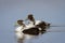 Two young male common eider ducks swimming a pond