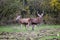 Two young male deer specimens