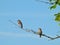 Two Young Male Eastern Bluebirds Perched on a Tree Branch