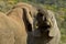 Two young male elephants playing