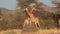 Two young male giraffes are seen fighting for the affections of a female in Botswana.