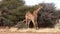 Two young male giraffes are seen fighting for the affections of a female in Botswana.