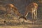 Two young male impalas fighting