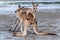 Two young male kangaroos playing with each other with big energy, at the beach in front of the ocean, sunset time. Full body pictu