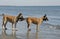 Two young malinois on the beach