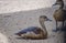 Two young mallard duck sitting on floor sand Inside the umbrella shadow