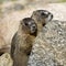 Two Young Marmots