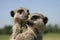 Two young meerkats