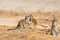 Two young Meerkats play fighting