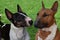 Two young  miniature bull terrier n in the meadow