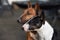 Two young miniature bull terriers