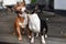 Two young miniature bull terriers