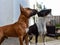 Two young miniature bull terriers