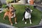 Two young miniature bull terriers