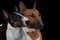 Two young miniature bull terriers on black