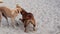 Two young mongrel dogs play on the beach in Thailand.. Two puppies tease each other on the sea sand