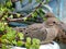 Two Young Mourning Doves