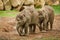 Two young muddy asian elephants, Elephas maximus, playing together in mud. Adorable baby elephants enjoy sunny day.
