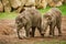 Two young muddy asian elephants, Elephas maximus, playing together in mud. Adorable baby elephants enjoy sunny day.