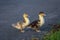 Two young muscovy duck chicks crossing the asphalt street