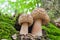 Two young mushrooms grow in the woods. Edible Blusher fungi Amanita rubescens