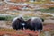 Two young musk ox play in a autumn landscape