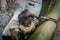 Two young nutrias (coypu) washing themselves in tap water in the pond.