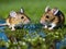 two young nutrias play in the water, two mice playing in grass