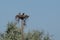 Two Young Osprey Resting on its Nest