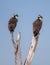 Two young ospreys waiting for parents to feed them