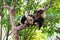 Two young pandas playing in a tree