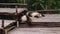 Two young pandas sleep funny on their backs on a wooden platform. One panda itches.