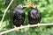 Two young parrots sunbathing after bathing.