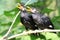 Two young parrots sunbathing after bathing.