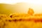 Two young people in love holding hands with shape of heart. Nature scenery, silhouette in rye, wheat field during summer sunrise