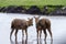 Two young Pere Davids Deer stand in a shallow river as the rain falls around them