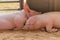Two young pig together lying on the sawdust. Double little pigs look funny. Piglets asleep