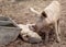 Two young piglet pigs on farm