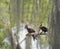 Two young Pileated Woodpeckers on a branch