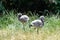 Two young pink flamingo chicks with brown feather coat