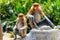 Two young Proboscis Monkeys in Borneo. Palm oil plantation and