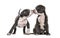 Two Young puppies American Bully sniffing each other to getting to know