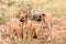 Two young puppy-brothers close-up