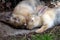 Two young rabbits lie sleeping on the floor
